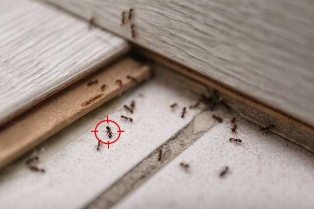 Best Wasp Removal Services  in East Speer, NC