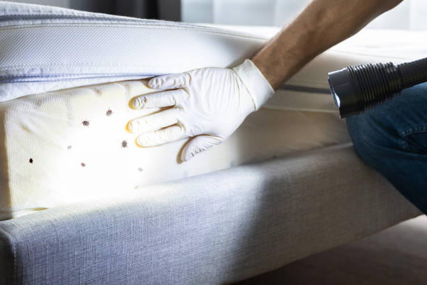 Best Pest Removal Services  in East Speer, NC