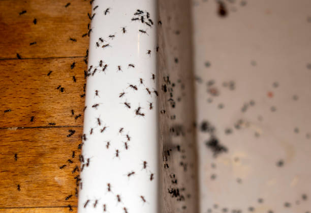Flea Control Services in East Spencer, NC