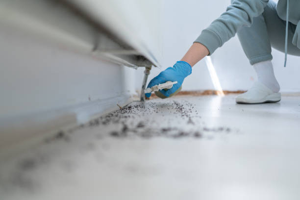 Best Flea Control Services  in East Speer, NC